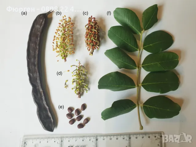 Рожков - Ceratonia siliqua L. - Фиданки, снимка 8 - Разсади - 48395360