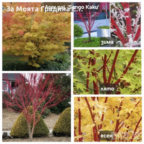 Ацер-Санго Каку, снимка 7 - Градински цветя и растения - 53744016