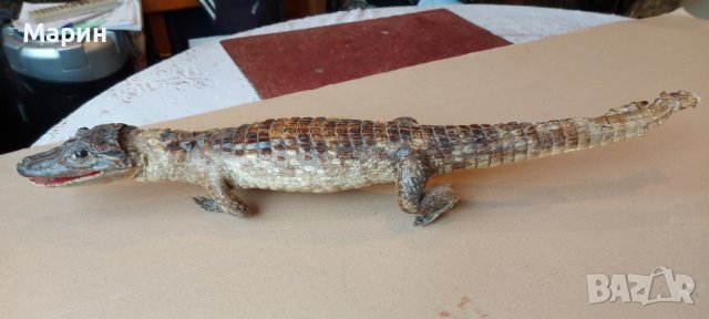 Препариран алигатор