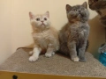 Британски котета , снимка 9