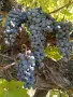 Грозде Каберне Совиньон , снимка 3