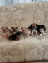 мини чиху пинчер , снимка 6