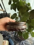 Японски чугунен чайник, снимка 9