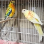 Продавам Пойни Папагали , снимка 3