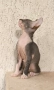 Донски сфинкс с родословие, снимка 4