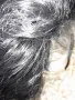 перуки  изкуствен  косъм,  опашки и цяла къса 20 лв., снимка 10