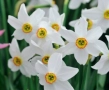 Луковици на нарциси микс 10бр , снимка 2