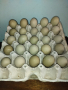 яйца за люпене , снимка 1 - Кокошки и пуйки - 44823009