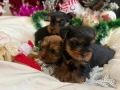 Йоркширски териер мини , снимка 2