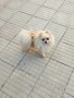 померан момиче, снимка 1