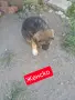 Продавам 3 мъжки 3 женски много добри кученца за двор да ви пазият , снимка 2