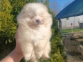 Померан/Померани, снимка 3