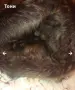 Нова Дамска Зимна Шапка от Естествен Косъм Норка, снимка 7