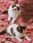 Британски котки , снимка 9
