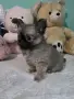 чихуахуа момиченце, снимка 9