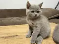Британски късокосмести светло сив , снимка 6