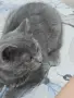 Чистокръвно Британско коте, снимка 5