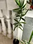 Драцена Dracaena reflexa, снимка 9
