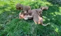 Бебета кокершпаньол, снимка 5