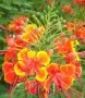 Цезалпиния пулхерима – Caesalpinia pulcherrima, снимка 2