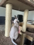 котенца канадски сфинкс - женско и мъжко, снимка 3
