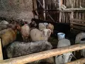 свободни овце, кочове , снимка 4