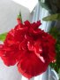 Хибискус , Китайска роза, снимка 4