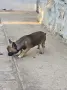 Чихуахуа момче и момиче, снимка 9