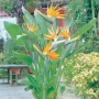 Кралска стрелиция (Strelitzia reginae), снимка 5