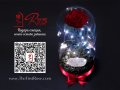 Романтичен подарък за приятелка / ЕСТЕСТВЕНА вечна роза в стъкленица / Подарък за Рожден Ден на Жена, снимка 4