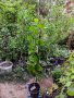 Киви сорт бруно - реална снимка - 184см -, снимка 1 - Градински цветя и растения - 42037578