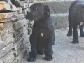 КУЧЕТА КАНЕ КОРСО, снимка 5