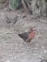 Кокошки, ярки, петли, снимка 5