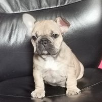 френски булдог /French Bulldog, снимка 8 - Френски булдог - 44400276