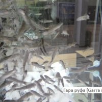 Продава рибки Гара руфа (Garra rufa), снимка 2 - Рибки - 35875042