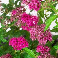 Спирея Дартс Ред, Spiraea japonica 'Darts Red', снимка 3 - Градински цветя и растения - 39674505