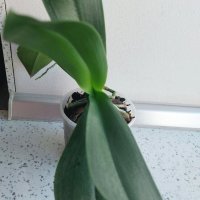 орхидея, снимка 2 - Стайни растения - 44499083