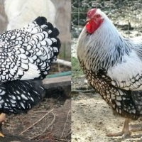 Разплодни яйца от Виандот сребро,легбар и маран., снимка 2 - Кокошки и пуйки - 44357733