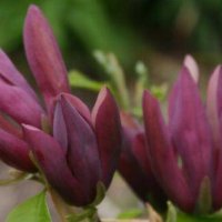 Magnolia Black Beauty - Черна красавица, снимка 1 - Градински цветя и растения - 41504078