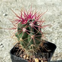 Ferocactus gracilis -Punta Prieta, Baja California, Mexico, снимка 1 - Стайни растения - 41823743