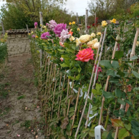 Щамбови рози, цветово разнообразие., снимка 13 - Градински цветя и растения - 44639785