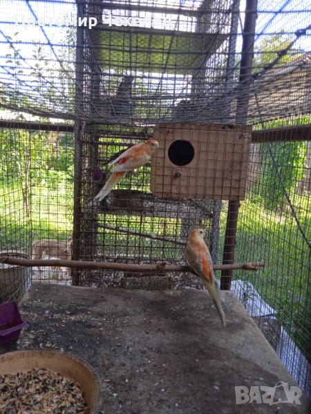 Пойни папагали- 1 мъжки, снимка 1