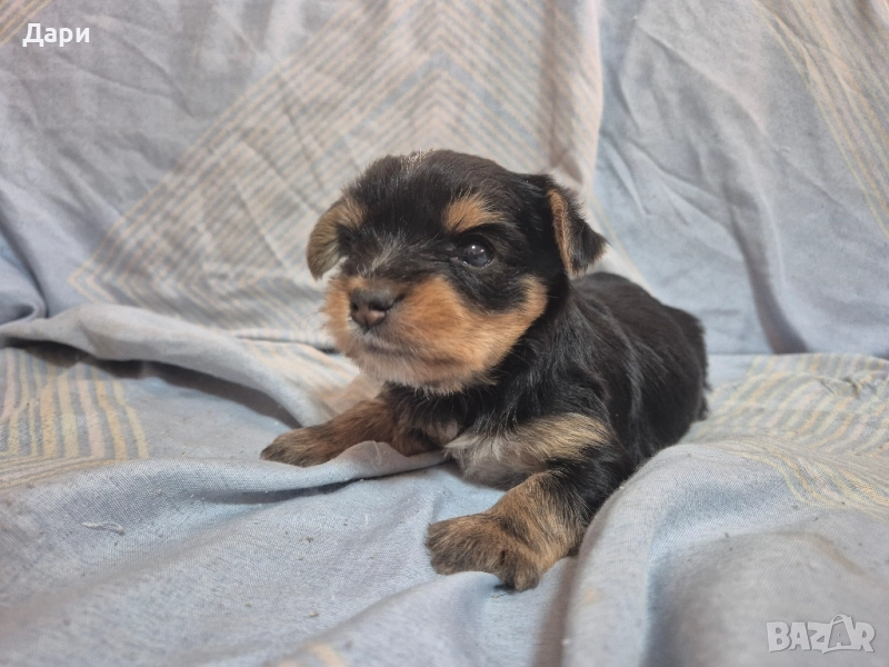 Йоркширски териер, снимка 1