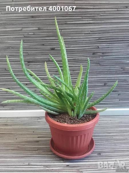 стайно растение алое, снимка 1