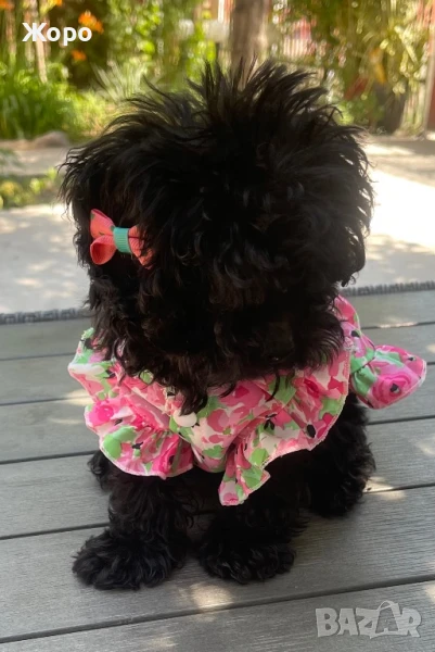 Той пуделче момиче, снимка 1