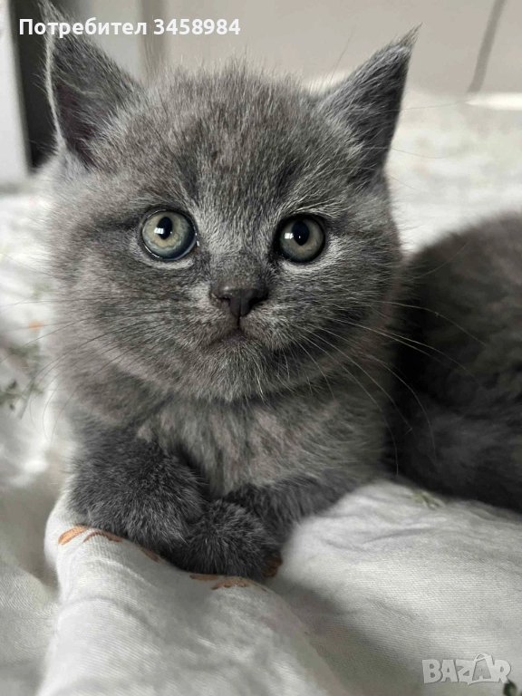 Британска късокосместа , снимка 1