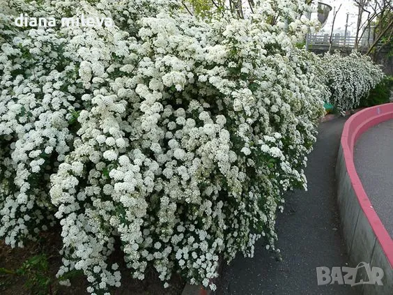Спирея Юнска Булка, Spiraea nipponica June Bride, снимка 1