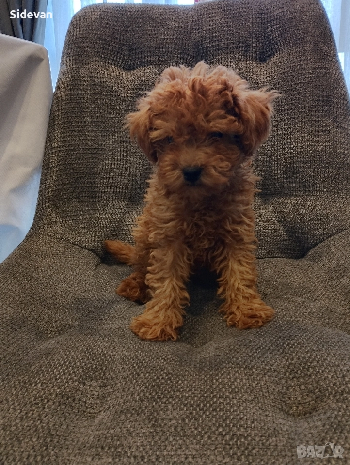 Мини Пудел, снимка 1