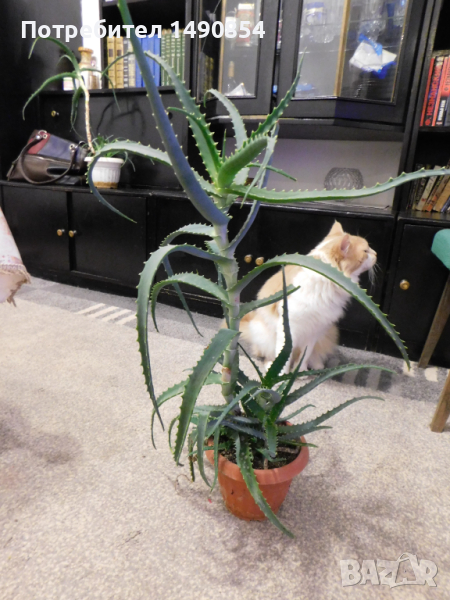 Алое 4 годишно, снимка 1