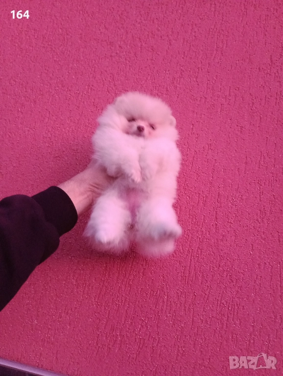 Женски Померан. Реални снимки от 09.12.25 г. , снимка 1